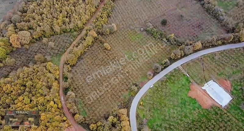 Süleymaniye'de 24 Dönüm Bakımlı Fındıklık - Yatırımlık Fırsat! - Görsel 13