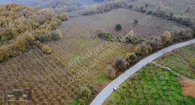 Süleymaniye'de 24 Dönüm Bakımlı Fındıklık - Yatırımlık Fırsat! - Görsel 10