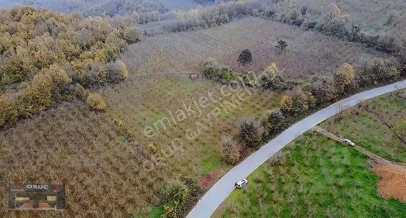 Süleymaniye'de 24 Dönüm Bakımlı Fındıklık - Yatırımlık Fırsat! - Görsel 3