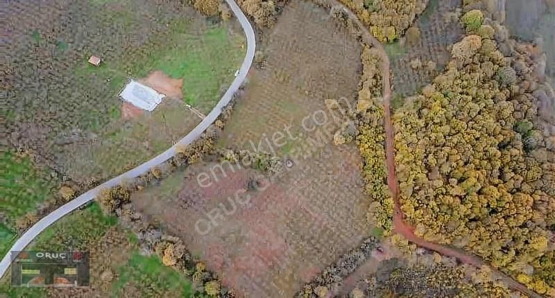 Süleymaniye'de 24 Dönüm Bakımlı Fındıklık - Yatırımlık Fırsat! - Görsel 2