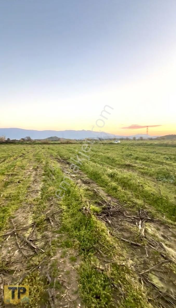 İzmir Bayındır Buruncuk Ta Satılık Düz Verimli Tarla - Görsel 10