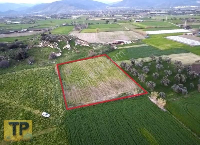 İzmir Bayındır Buruncuk Ta Satılık Düz Verimli Tarla - Görsel 9