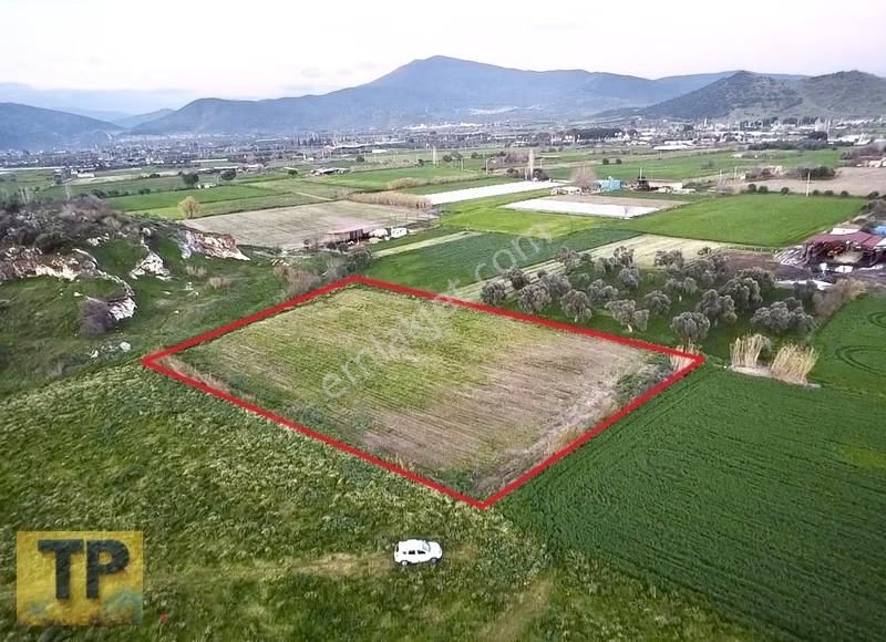 İzmir Bayındır Buruncuk Ta Satılık Düz Verimli Tarla - Görsel 7