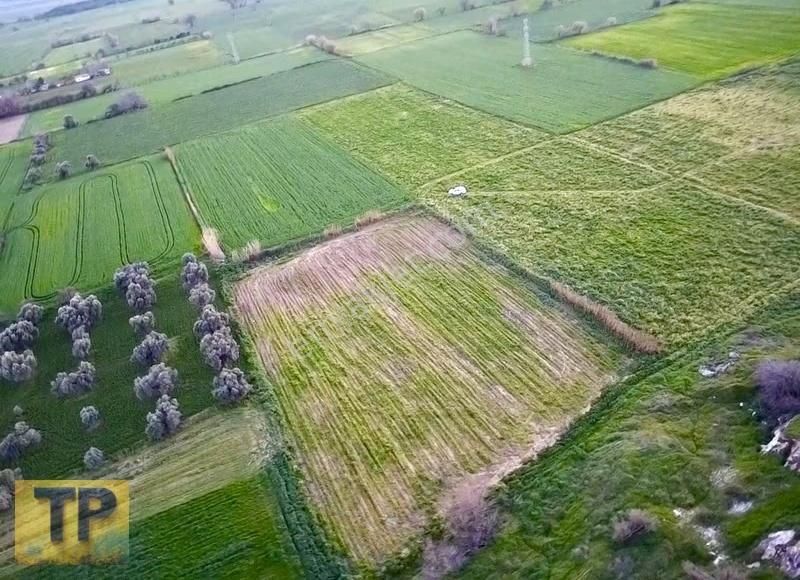 İzmir Bayındır Buruncuk Ta Satılık Düz Verimli Tarla - Görsel 5
