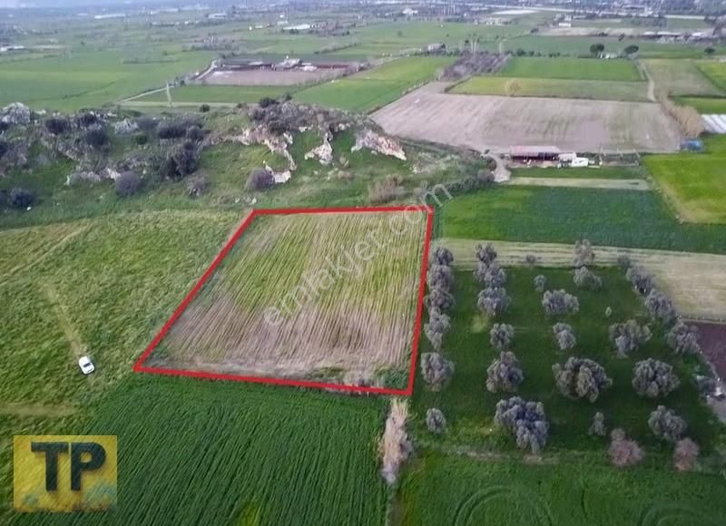 İzmir Bayındır Buruncuk Ta Satılık Düz Verimli Tarla - Görsel 11