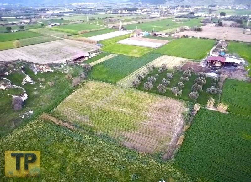 İzmir Bayındır Buruncuk Ta Satılık Düz Verimli Tarla - Görsel 4