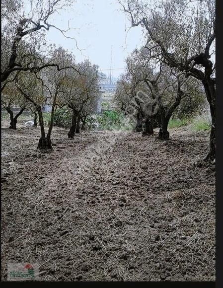 Necip Emlaktan Satılık Anayola Cephe Bahçe - Görsel 4