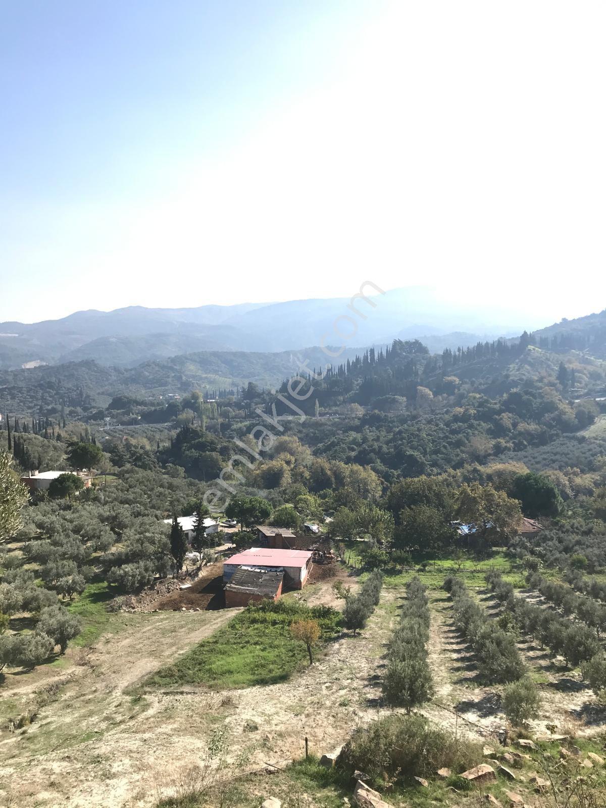 Aydın Söke Yenikent Çıkışında Grantaya Yakın İçinde 250 Zeytin Agacı Bulunan Satılık Trla - Görsel 8