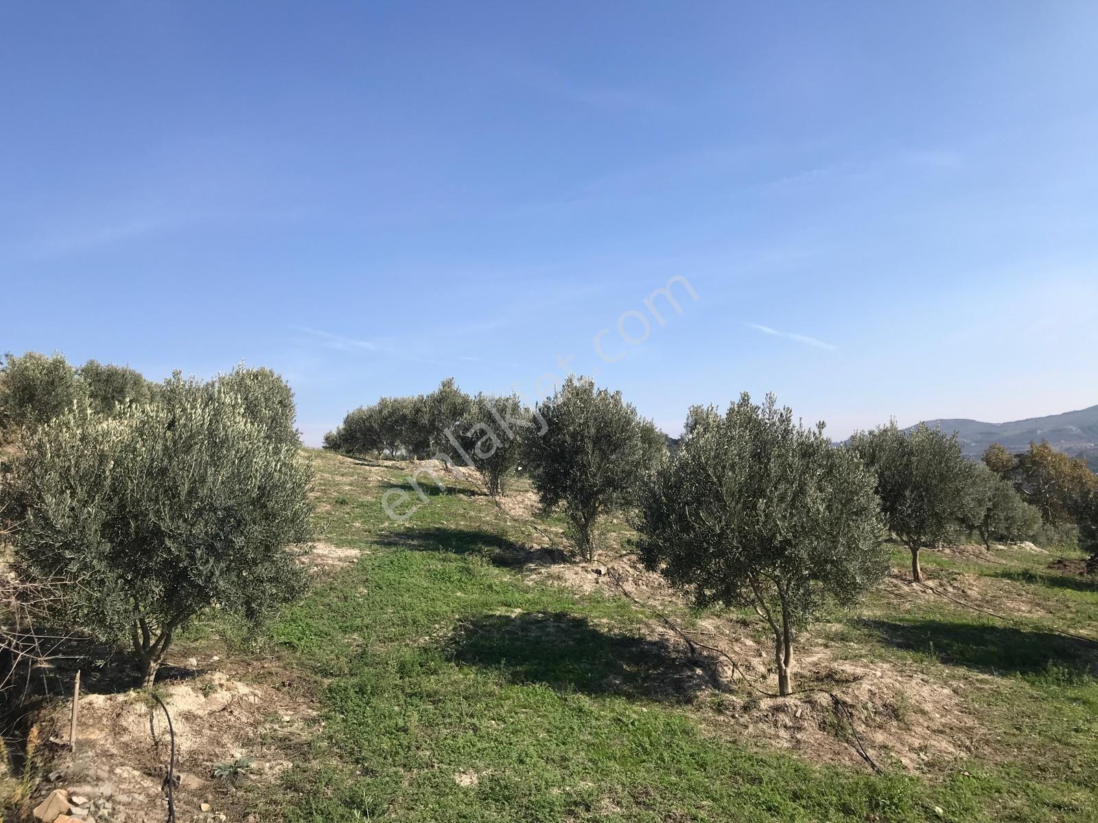 Aydın Söke Yenikent Çıkışında Grantaya Yakın İçinde 250 Zeytin Agacı Bulunan Satılık Trla - Görsel 4