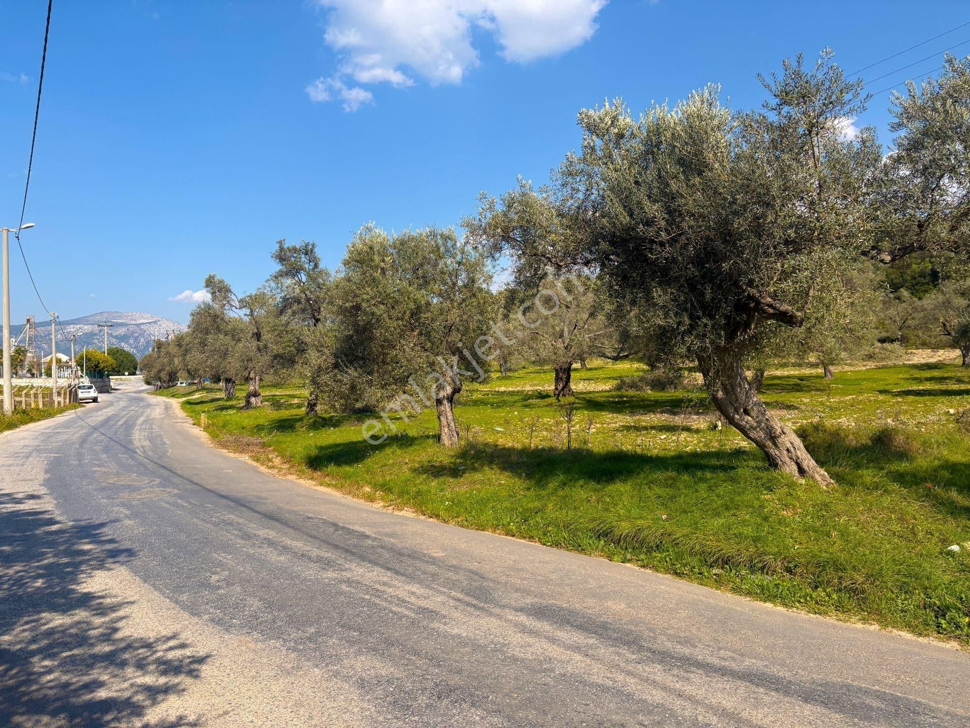 Milas Beçin’de Yola Cepheli 3.220 M² Satılık Tarla - Görsel 15