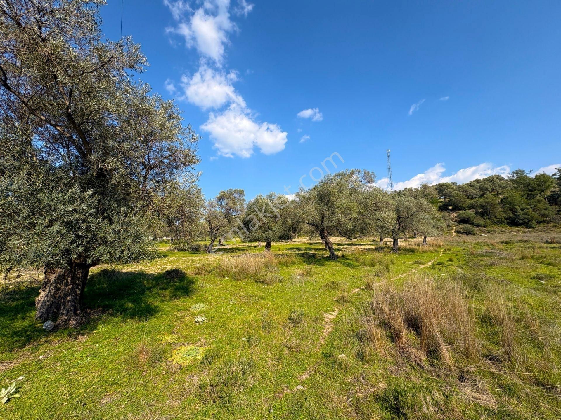 Milas Beçin’de Yola Cepheli 3.220 M² Satılık Tarla - Görsel 14