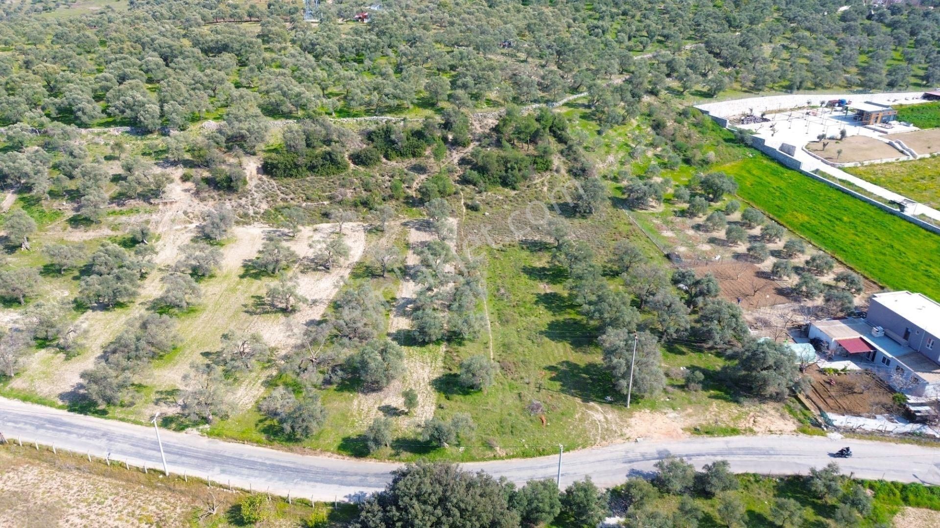 Milas Beçin’de Yola Cepheli 3.220 M² Satılık Tarla - Görsel 12