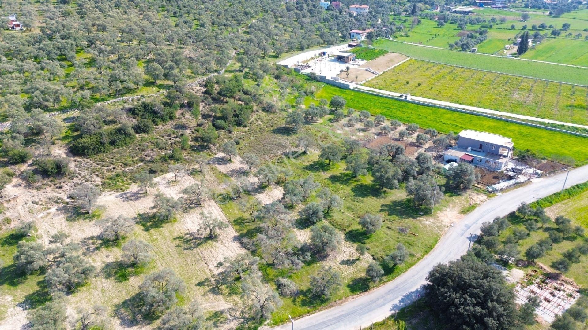 Milas Beçin’de Yola Cepheli 3.220 M² Satılık Tarla - Görsel 11