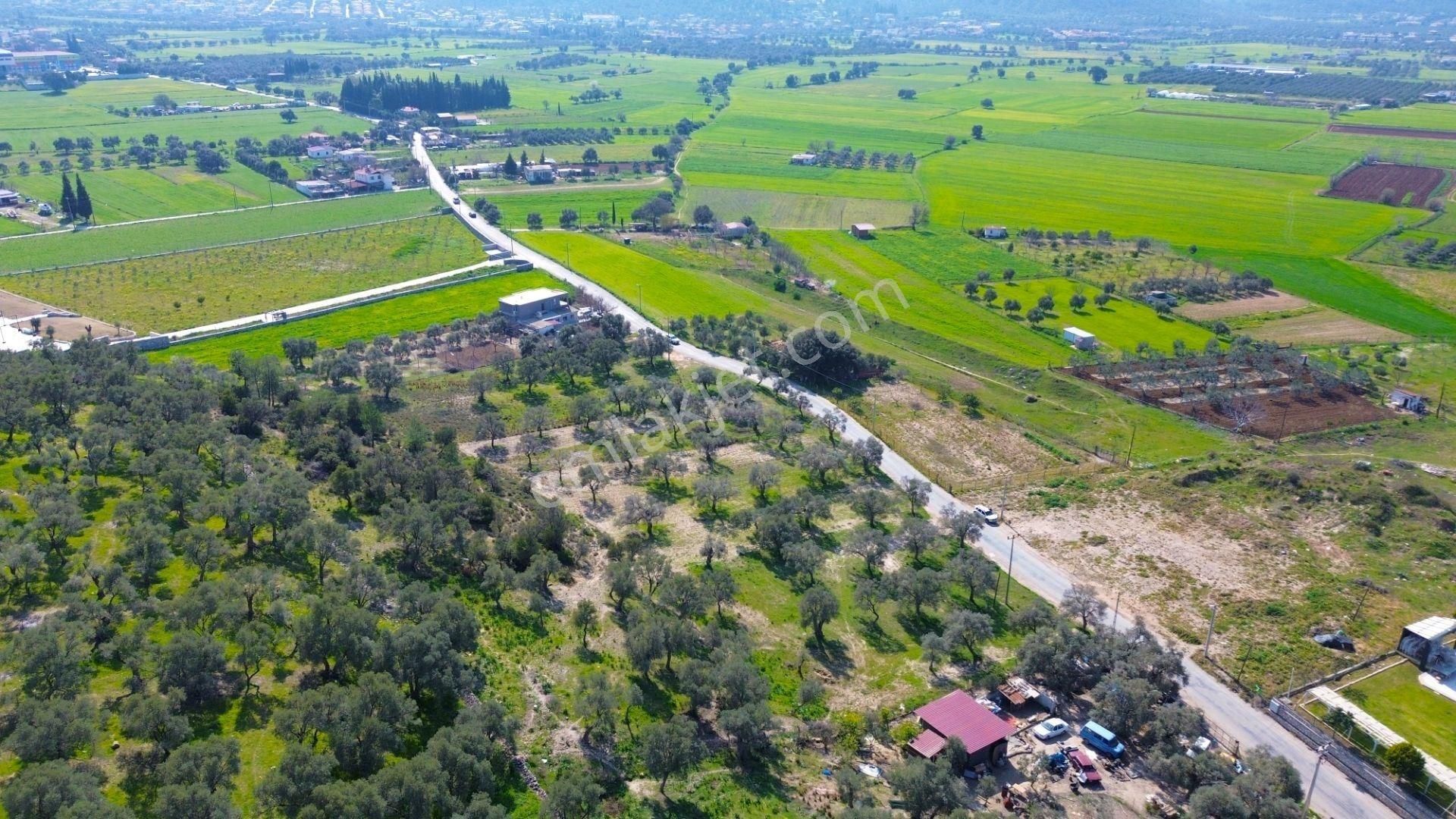 Milas Beçin’de Yola Cepheli 3.220 M² Satılık Tarla - Görsel 10