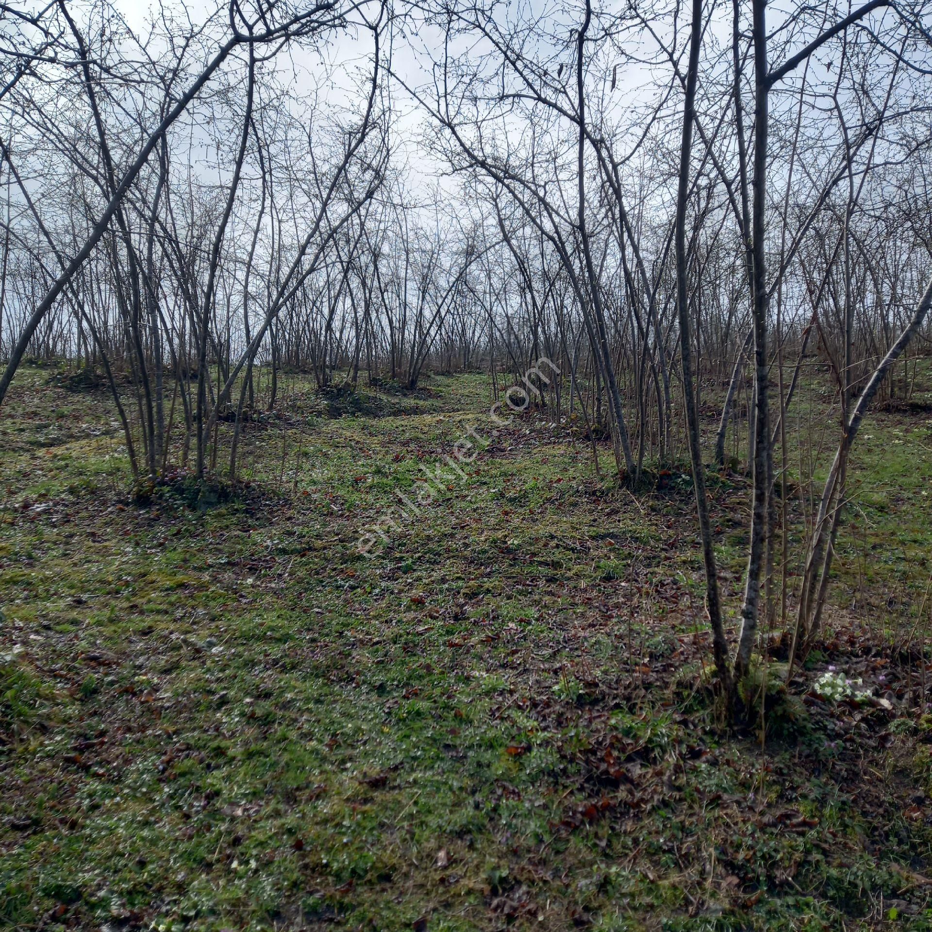 Çavuslar Mahallesınde Fındık Bahçesi Satılıktır - Görsel 14