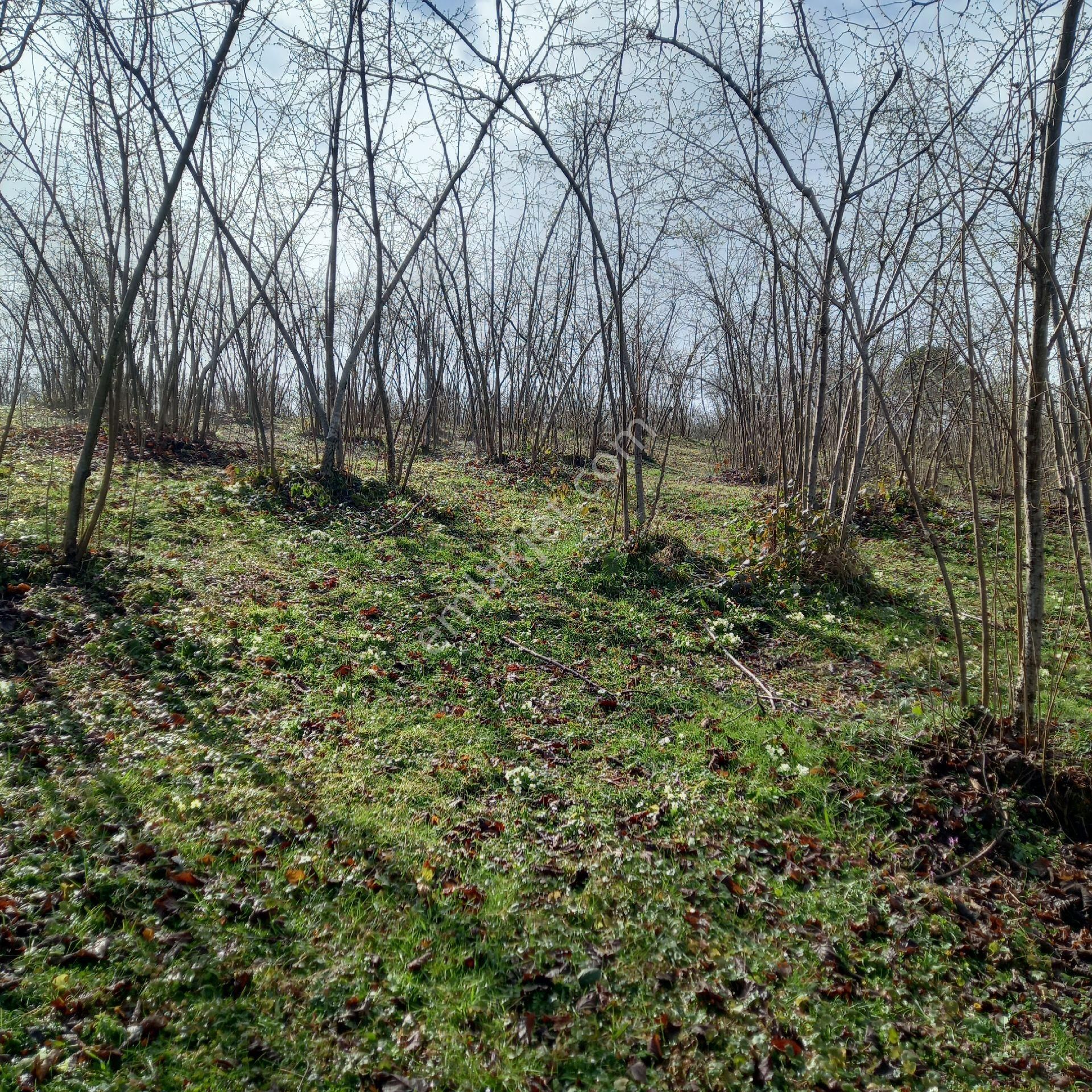 Çavuslar Mahallesınde Fındık Bahçesi Satılıktır - Görsel 31