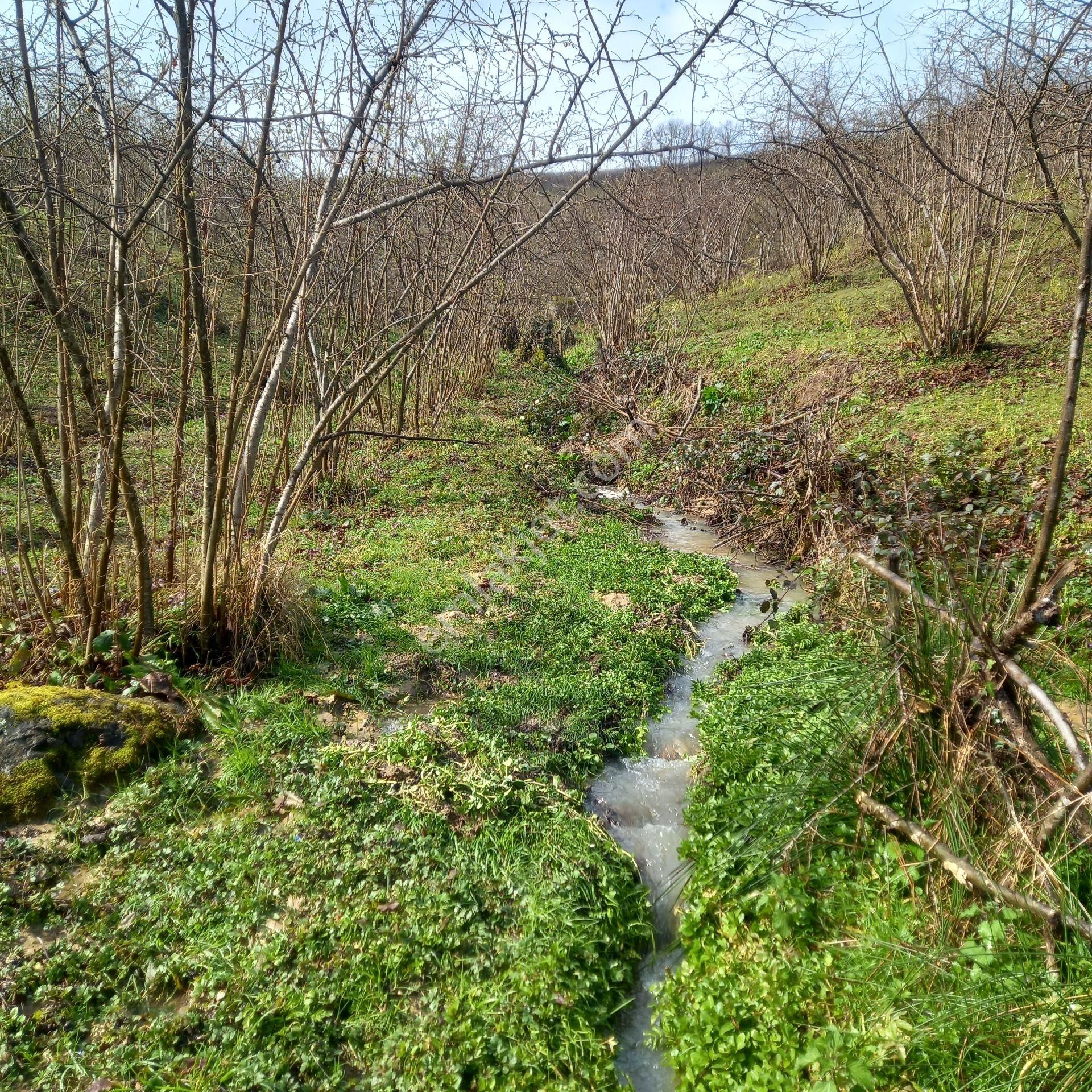 Çavuslar Mahallesınde Fındık Bahçesi Satılıktır - Görsel 20