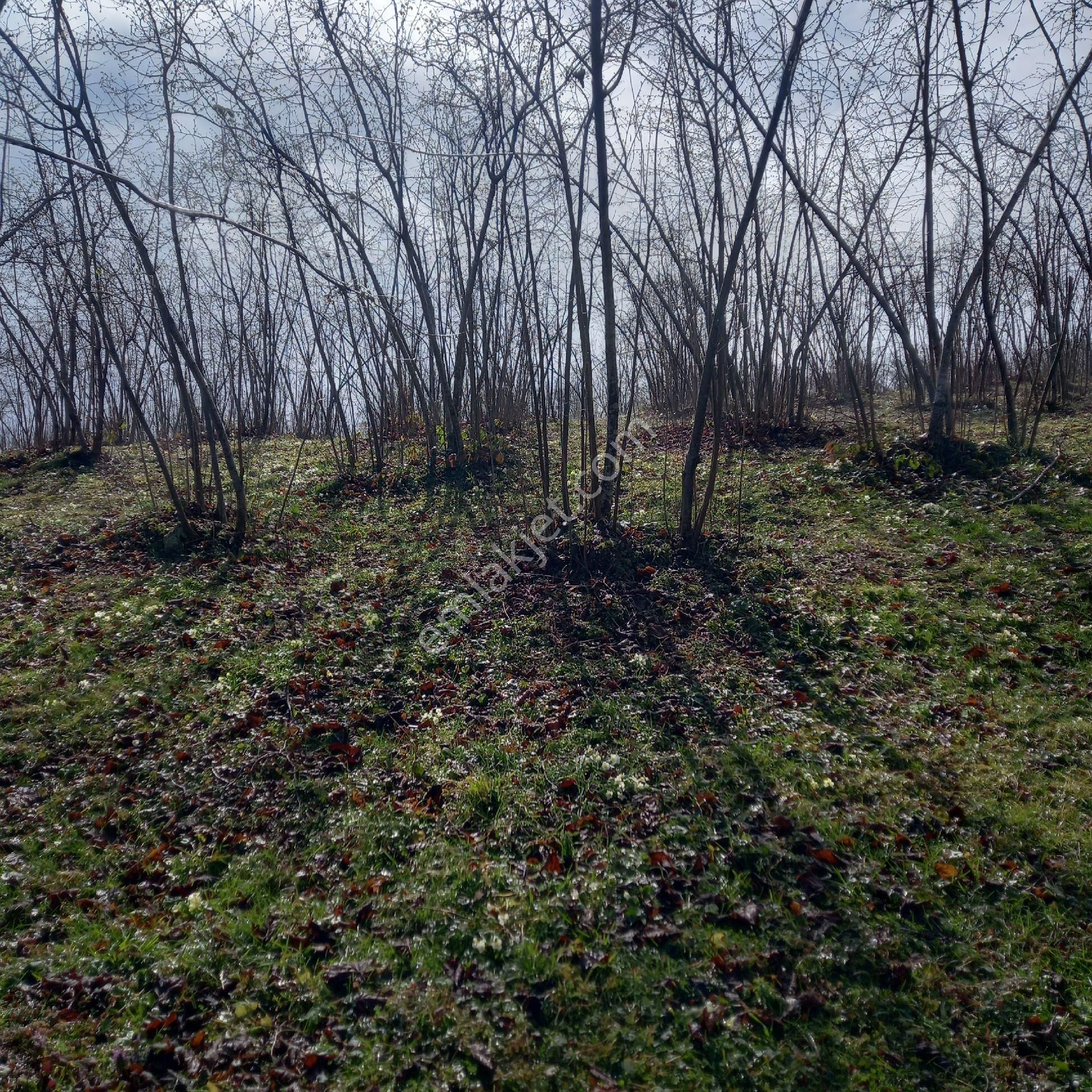 Çavuslar Mahallesınde Fındık Bahçesi Satılıktır - Görsel 34