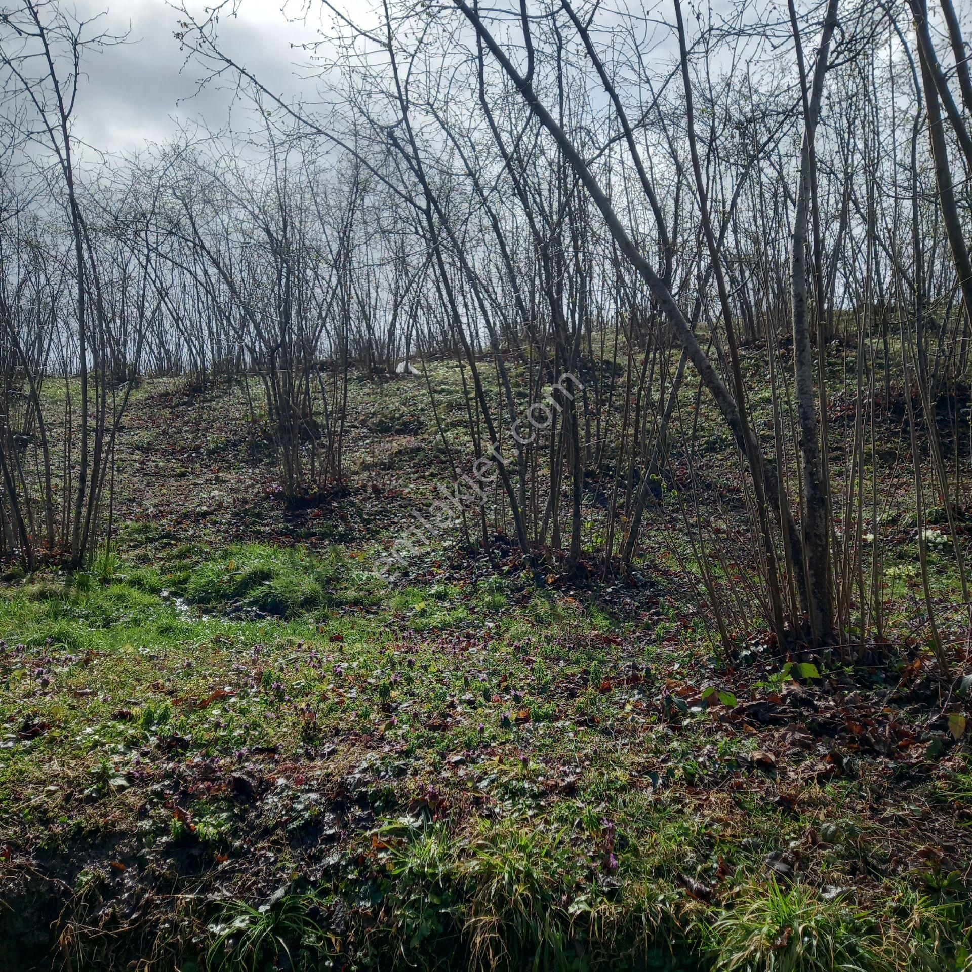Çavuslar Mahallesınde Fındık Bahçesi Satılıktır - Görsel 22