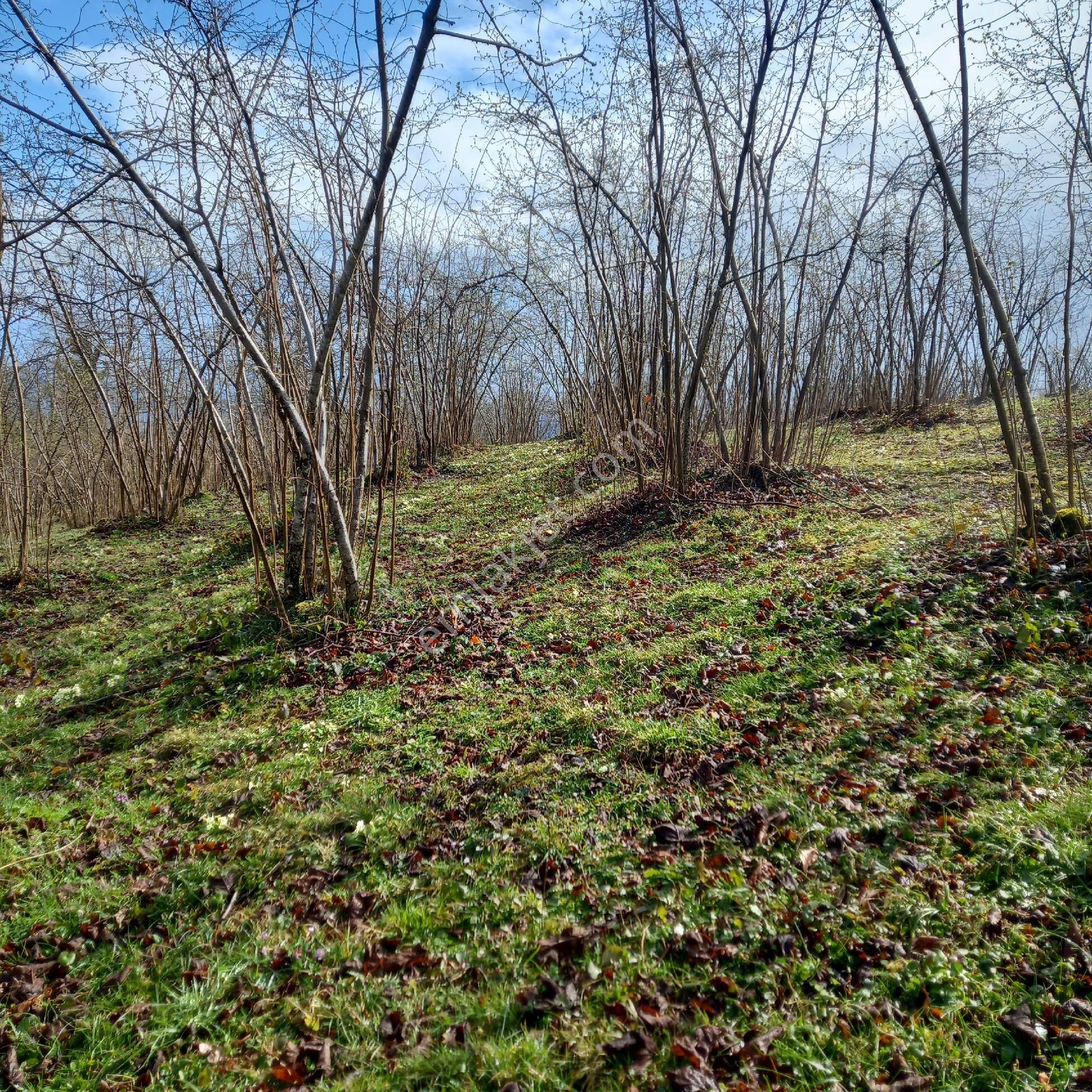 Çavuslar Mahallesınde Fındık Bahçesi Satılıktır - Görsel 30