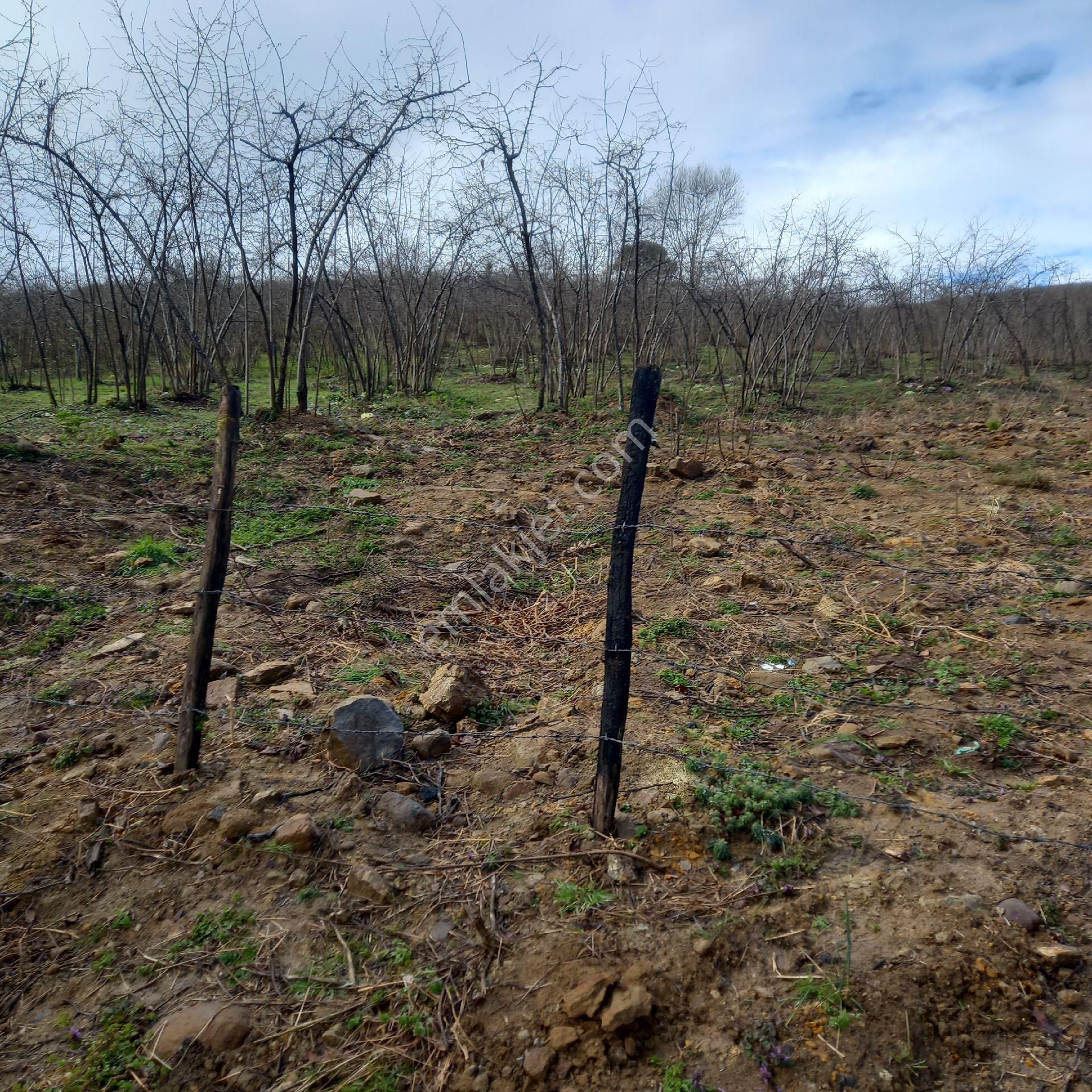 Çavuslar Mahallesınde Fındık Bahçesi Satılıktır - Görsel 6