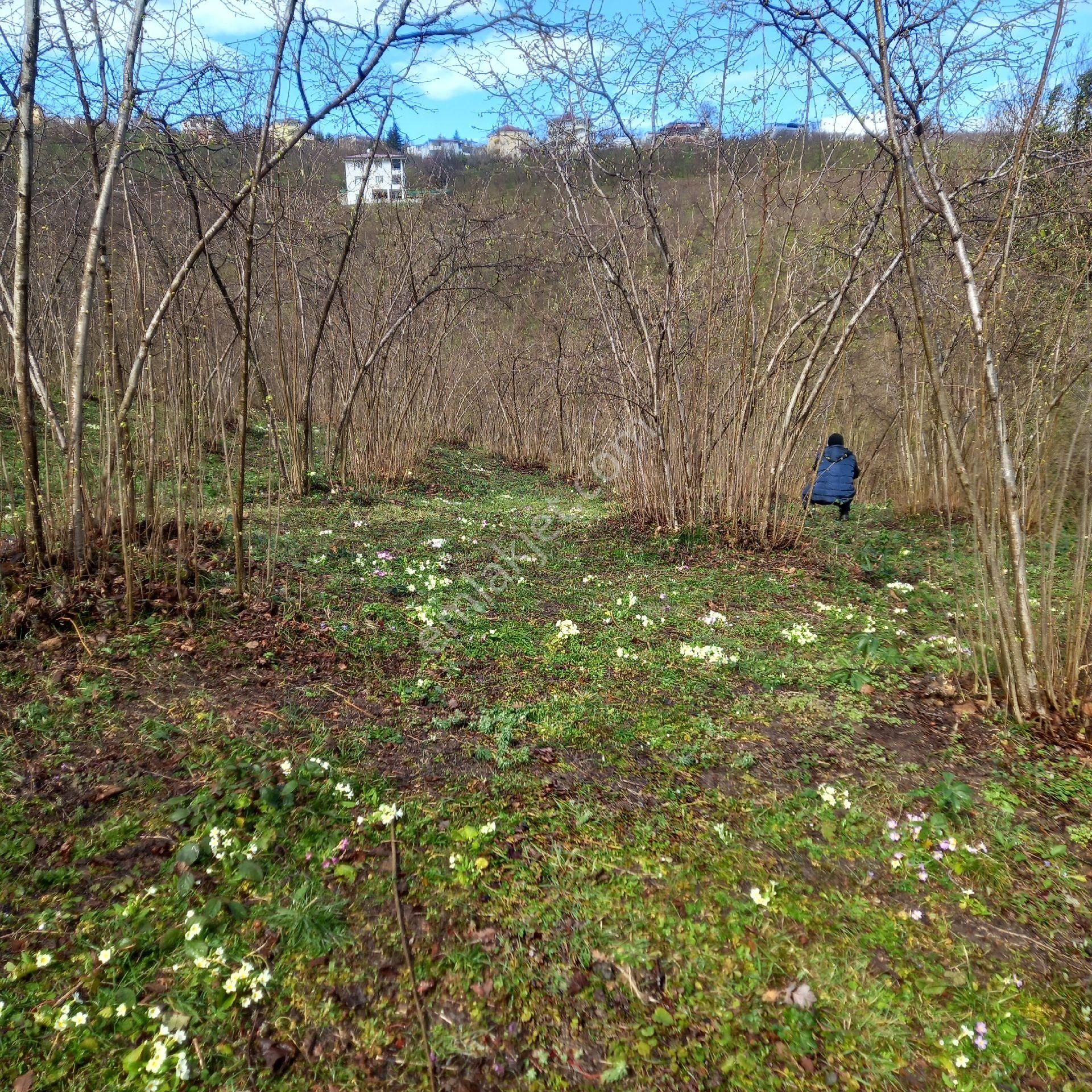 Çavuslar Mahallesınde Fındık Bahçesi Satılıktır - Görsel 5