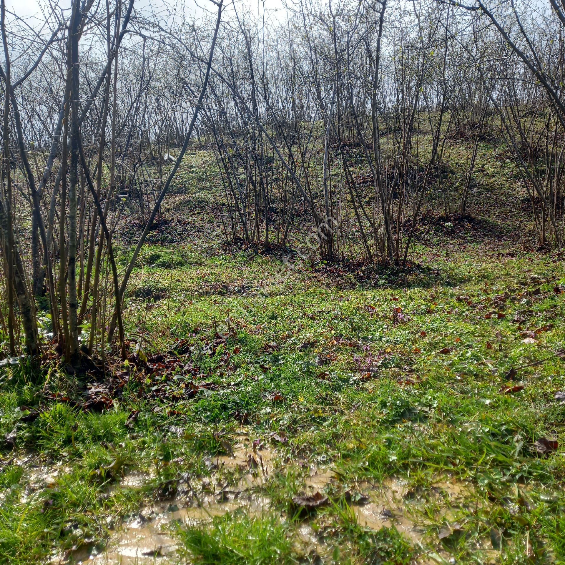Çavuslar Mahallesınde Fındık Bahçesi Satılıktır - Görsel 21