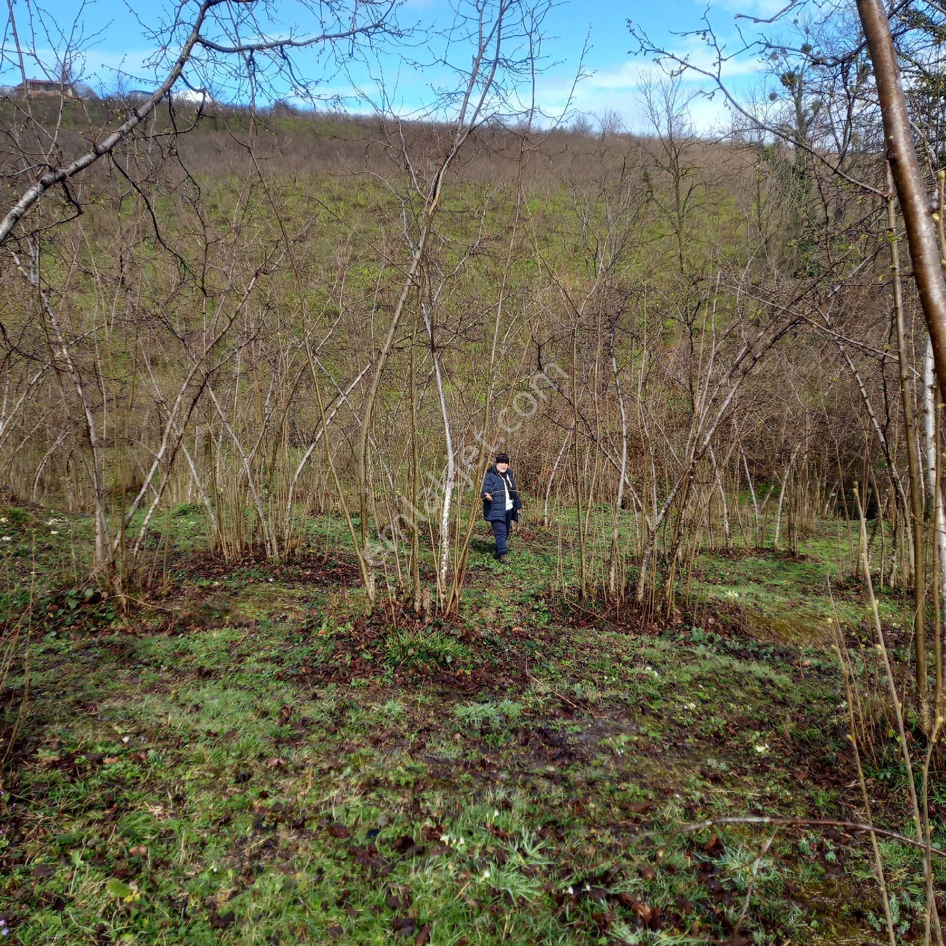 Çavuslar Mahallesınde Fındık Bahçesi Satılıktır - Görsel 12
