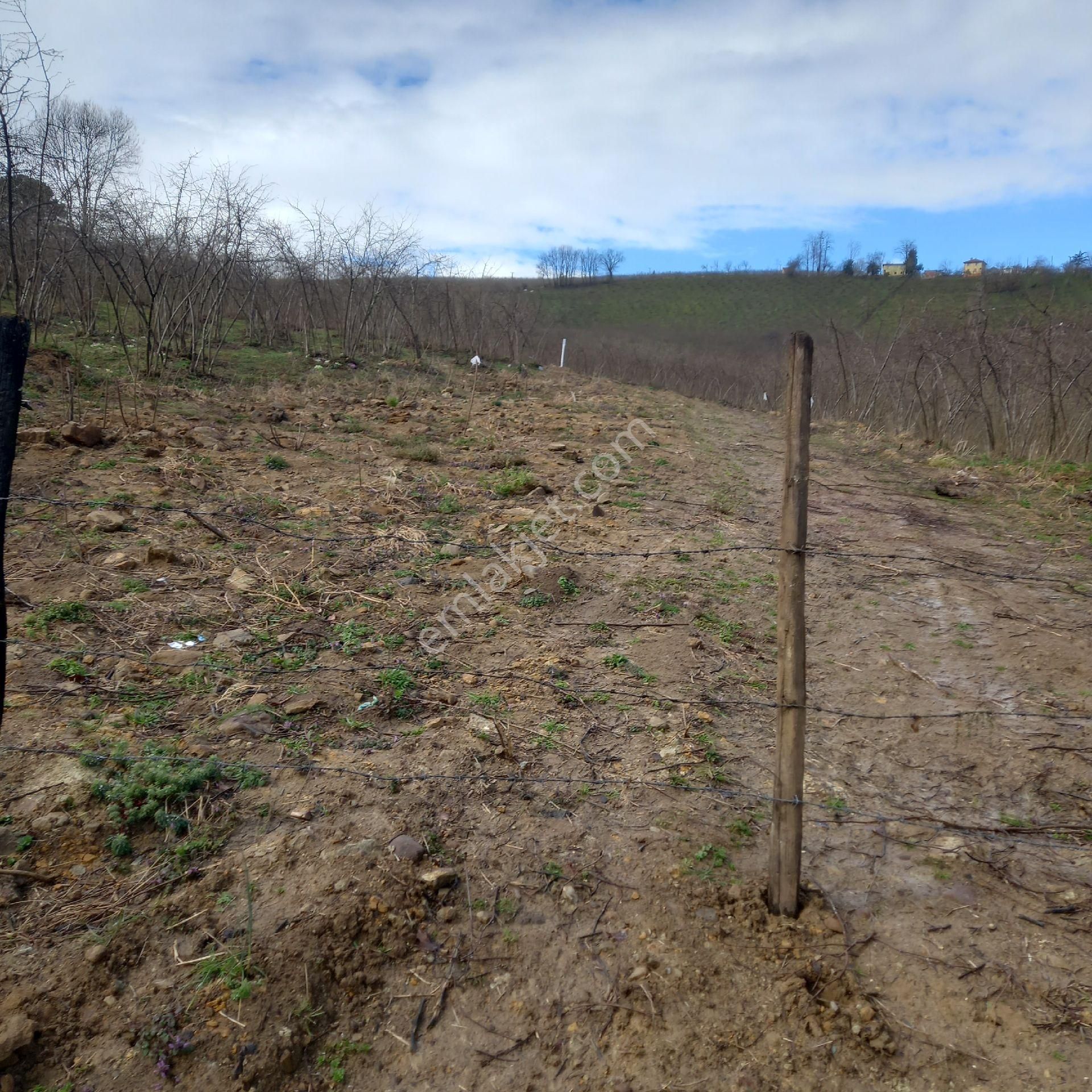 Çavuslar Mahallesınde Fındık Bahçesi Satılıktır - Görsel 7