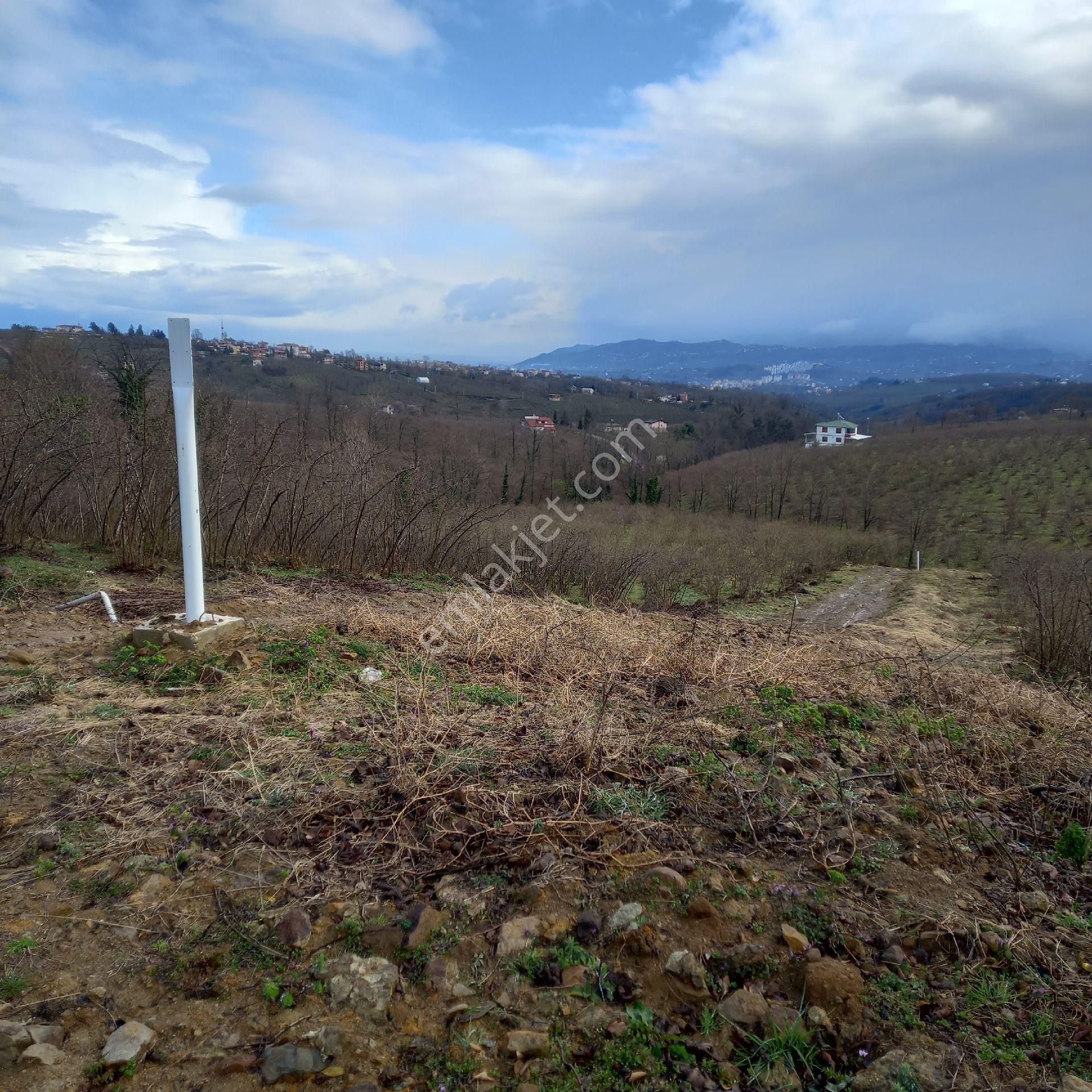 Çavuslar Mahallesınde Fındık Bahçesi Satılıktır - Görsel 4