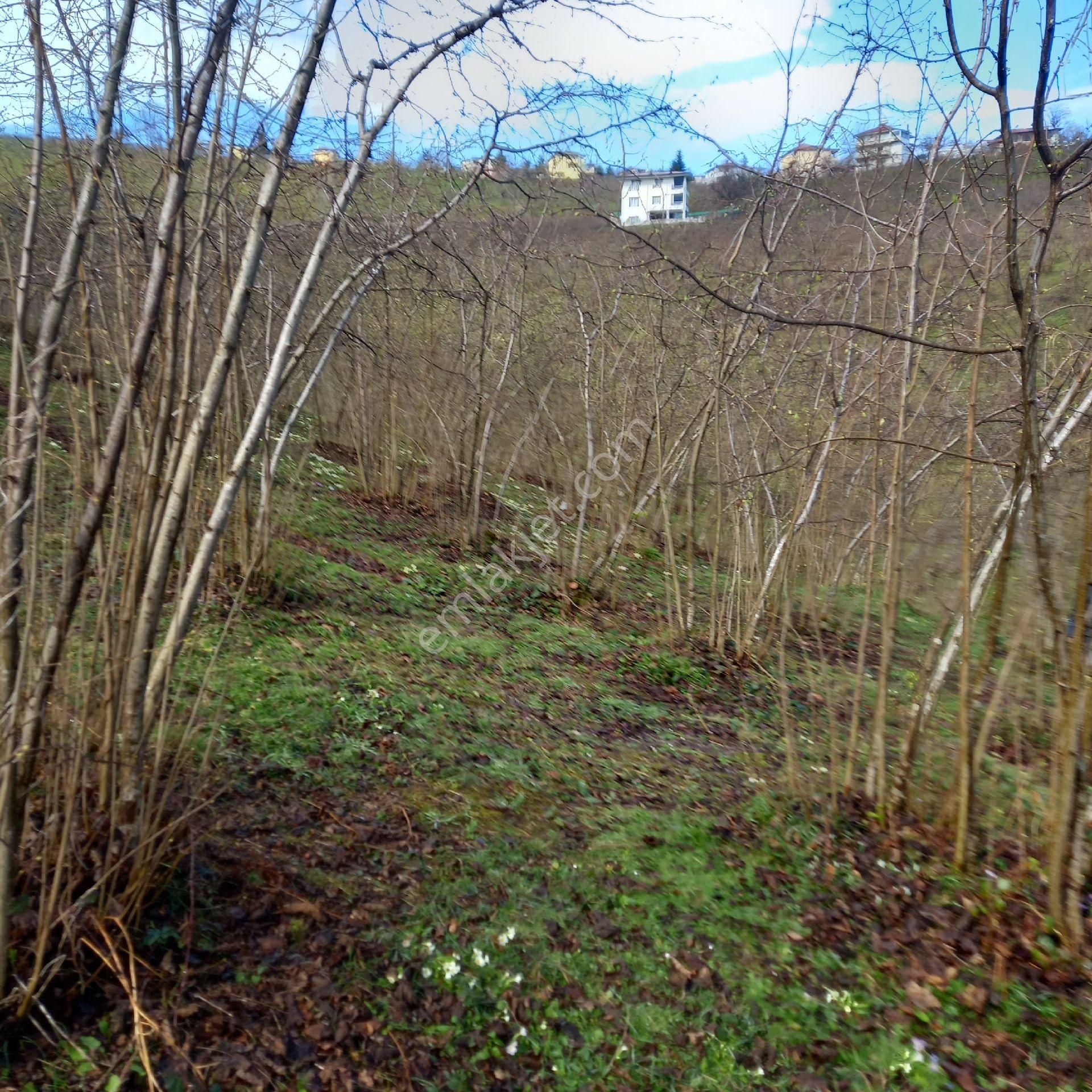 Çavuslar Mahallesınde Fındık Bahçesi Satılıktır - Görsel 13