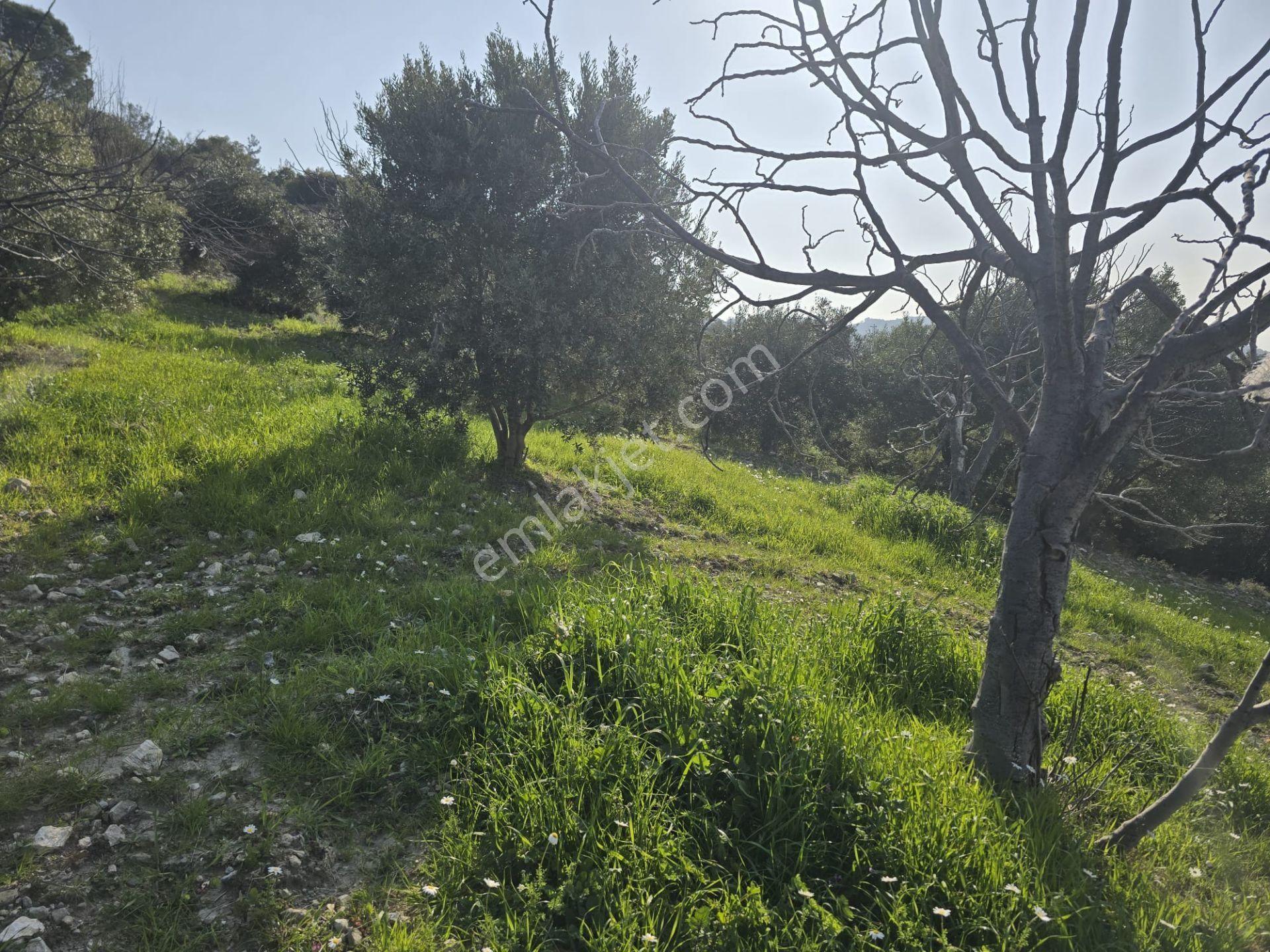 Yamaç Mahallesi Satılık Zeytinlik Ve İncir Tarlası - Görsel 20