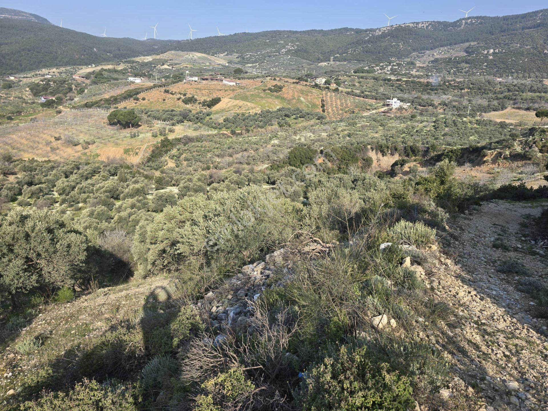 Yamaç Mahallesi Satılık Zeytinlik Ve İncir Tarlası