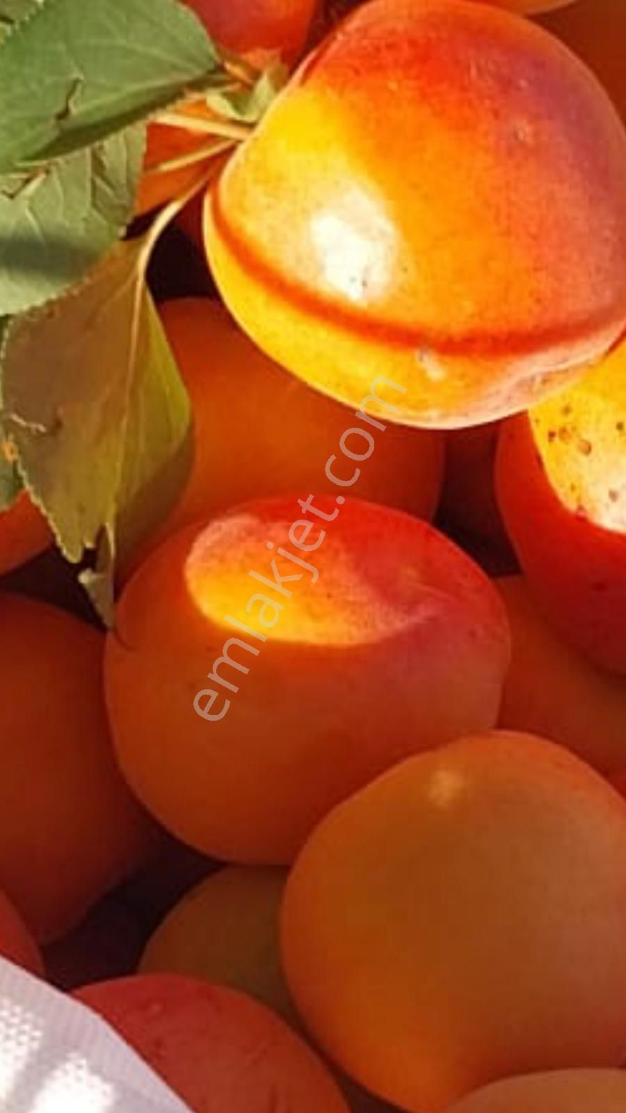 İzmir Karabağlar Kavacık Köyü'nde Satılık 6.754 M2 Bağ/bahçe - Görsel 27