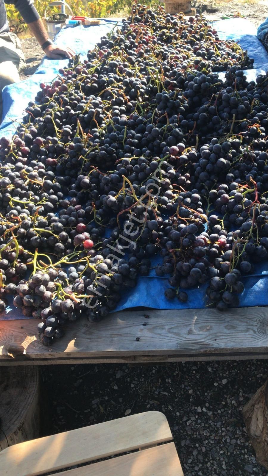 İzmir Karabağlar Kavacık Köyü'nde Satılık 6.754 M2 Bağ/bahçe - Görsel 31