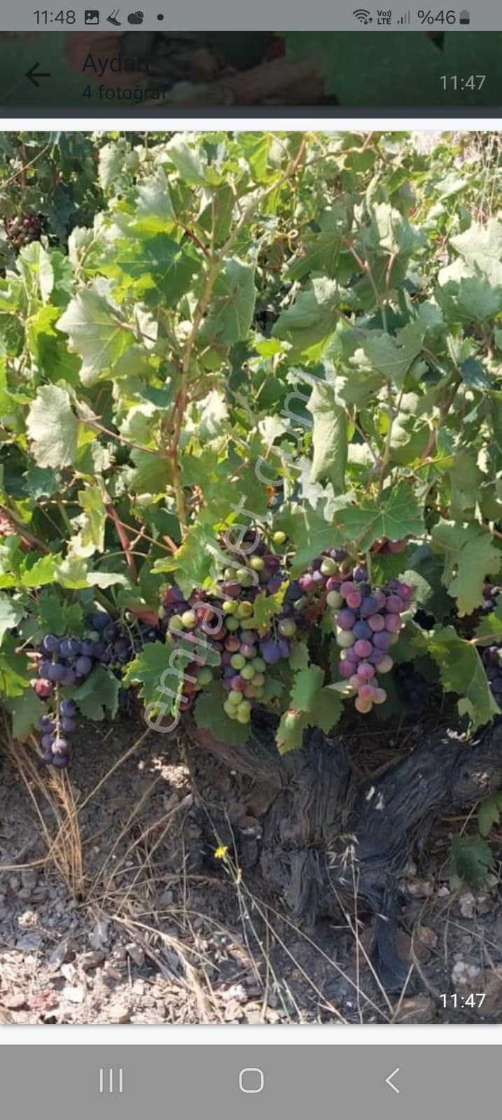 İzmir Karabağlar Kavacık Köyü'nde Satılık 6.754 M2 Bağ/bahçe - Görsel 26