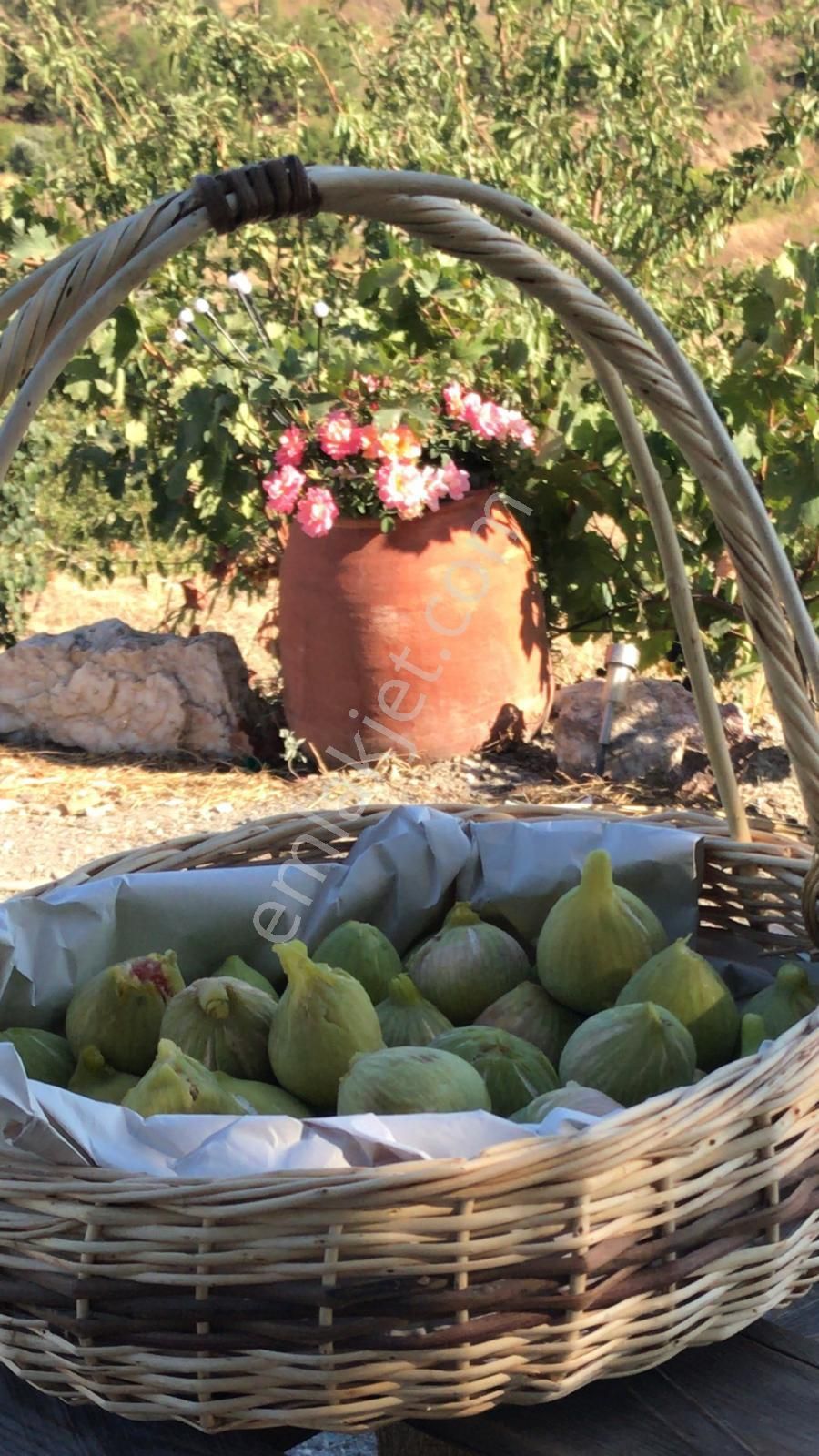 İzmir Karabağlar Kavacık Köyü'nde Satılık 6.754 M2 Bağ/bahçe - Görsel 23