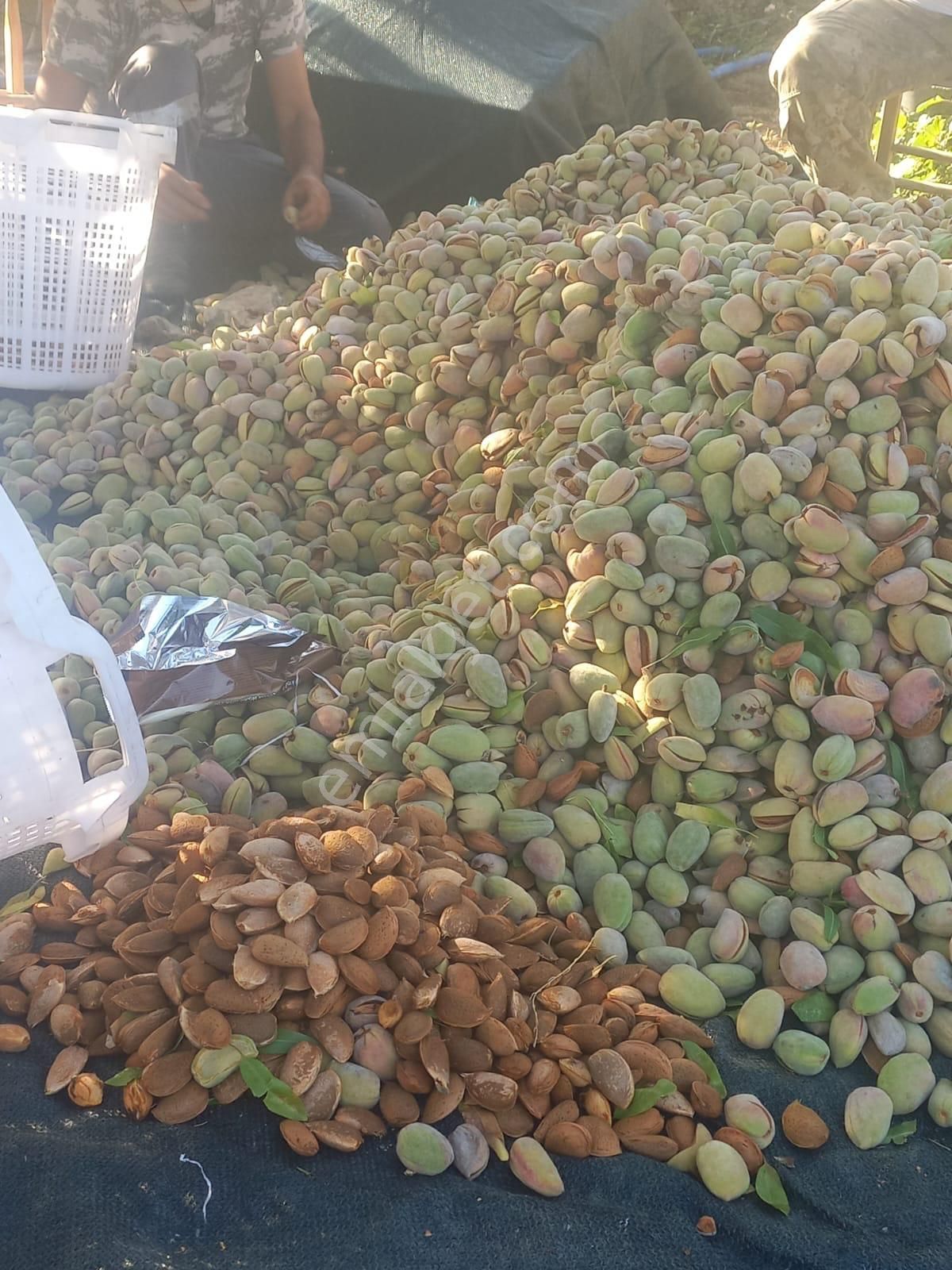 İzmir Karabağlar Kavacık Köyü'nde Satılık 6.754 M2 Bağ/bahçe - Görsel 30