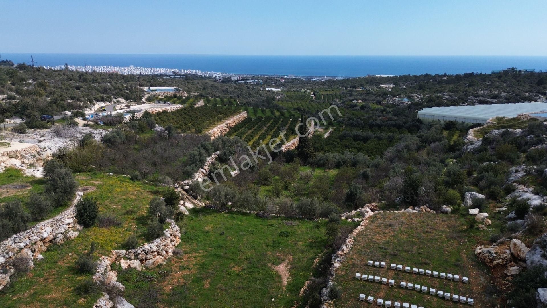 3,850 M2 Tarla Deniz Manzaralı Şehre Yakın - Görsel 6