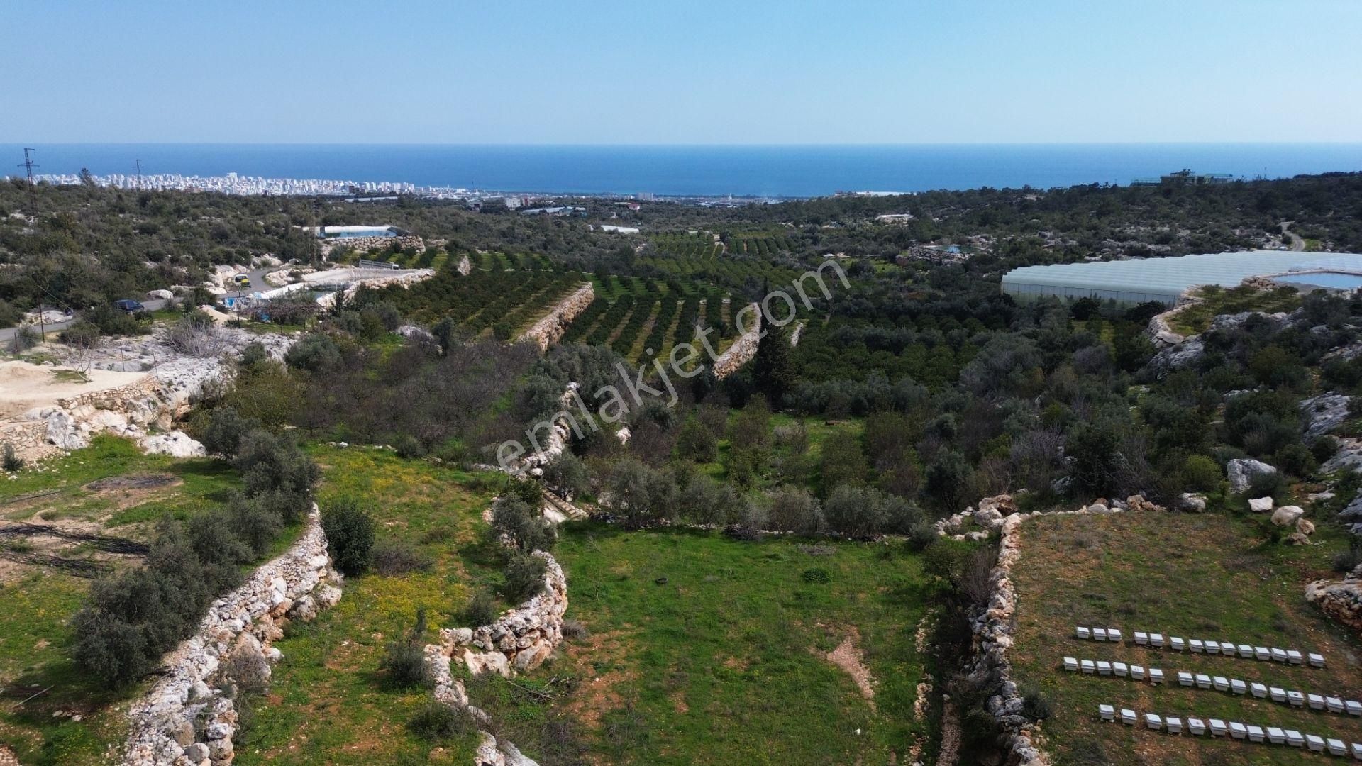 3,850 M2 Tarla Deniz Manzaralı Şehre Yakın - Görsel 3