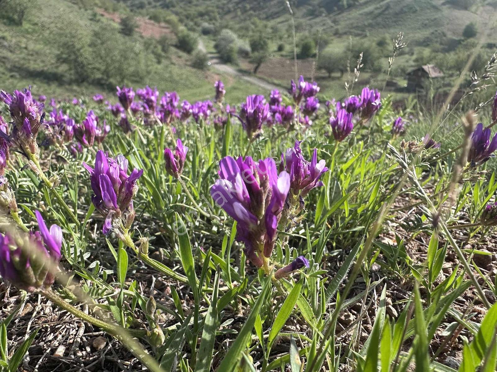 Ankara Ayaş Yağmurdede İlhan Çayı Kenarı 441 M2 Hisse - Görsel 5