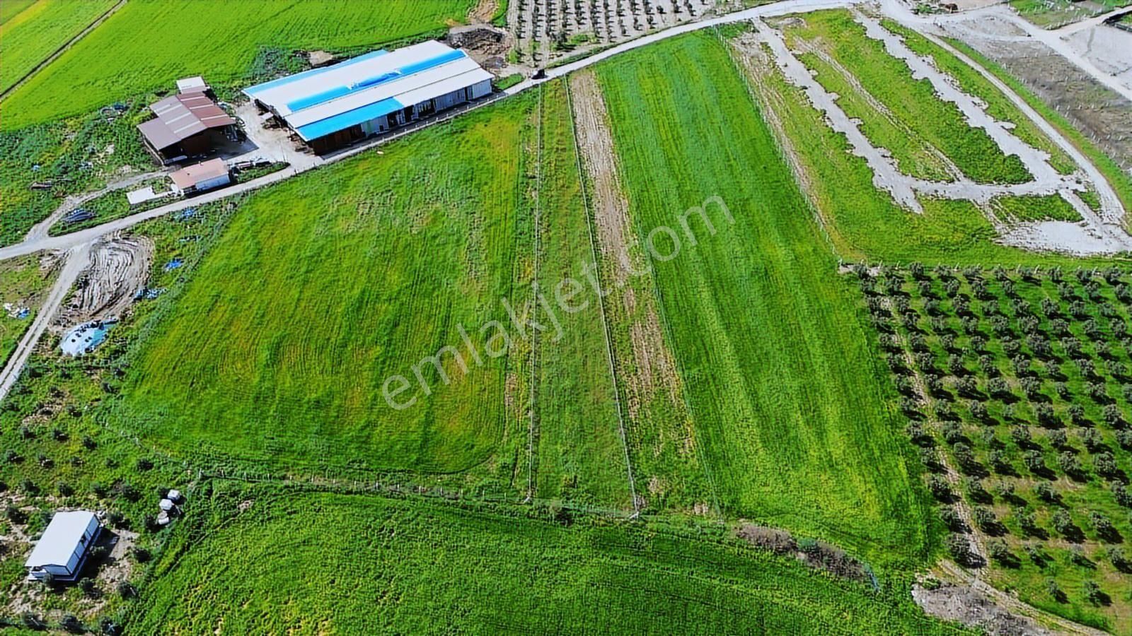 Menderes Cumaovası'nda 1500 M² Etrafı Çevrilmiş Satılık Tarla - Görsel 5