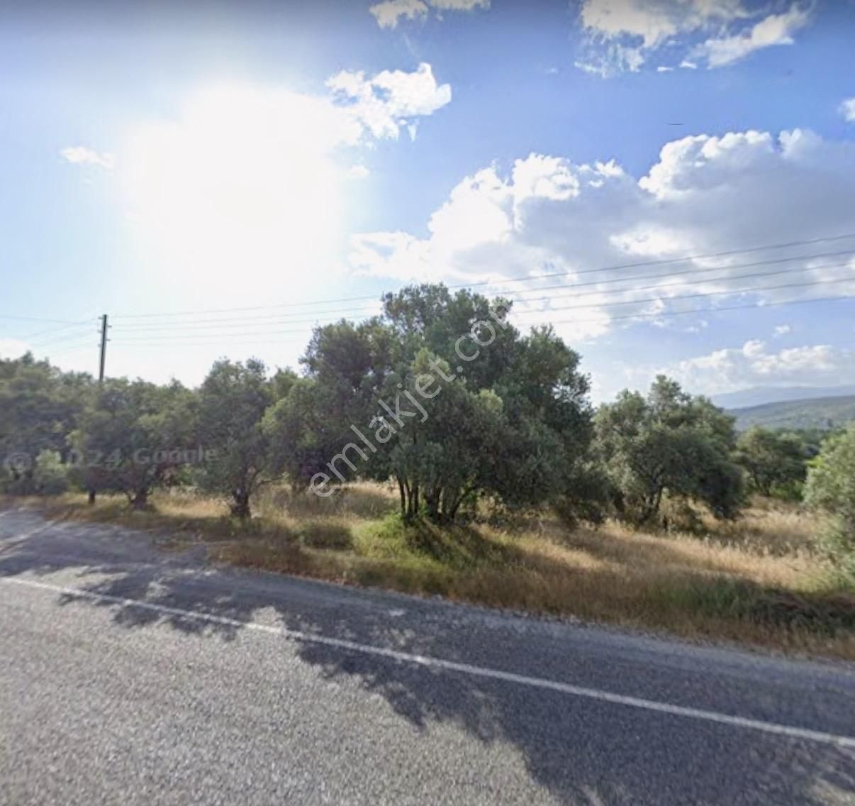Aydın Bozdoğan Da Nazilli Yoluna 127 Metre Cepheli Zeytinlik - Görsel 3