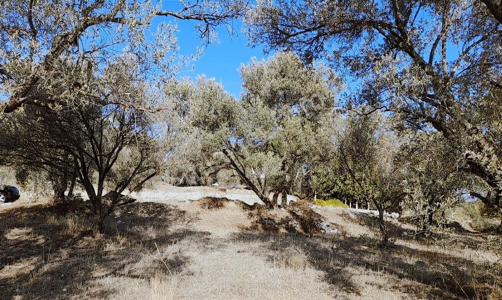 Aydın Bozdoğan Da Nazilli Yoluna 127 Metre Cepheli Zeytinlik - Görsel 5