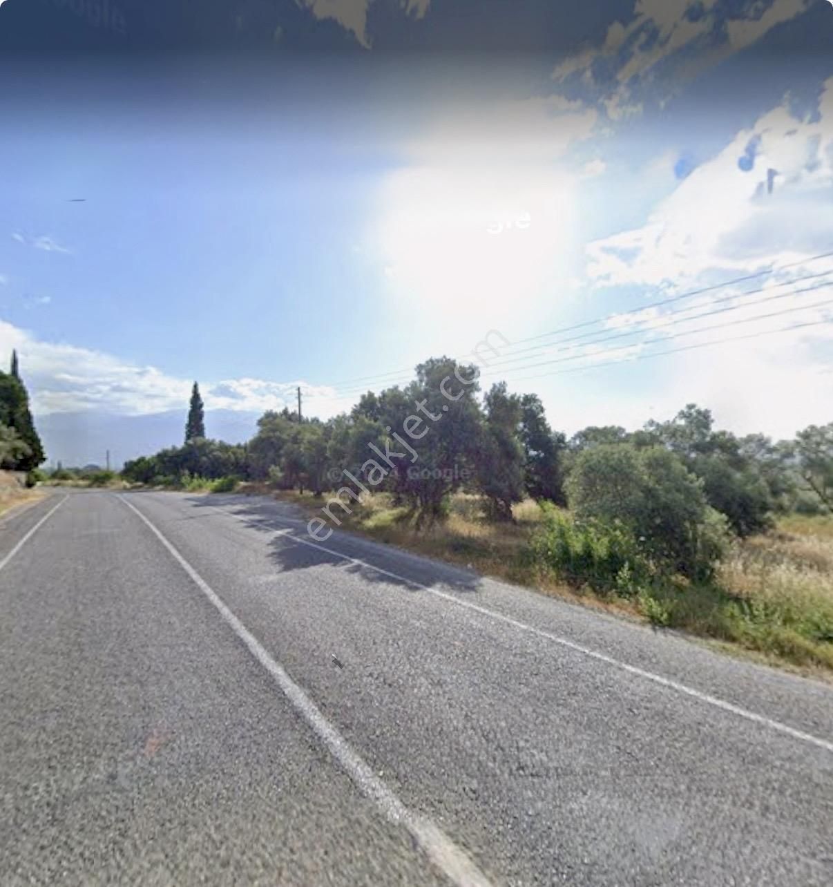 Aydın Bozdoğan Da Nazilli Yoluna 127 Metre Cepheli Zeytinlik - Görsel 4