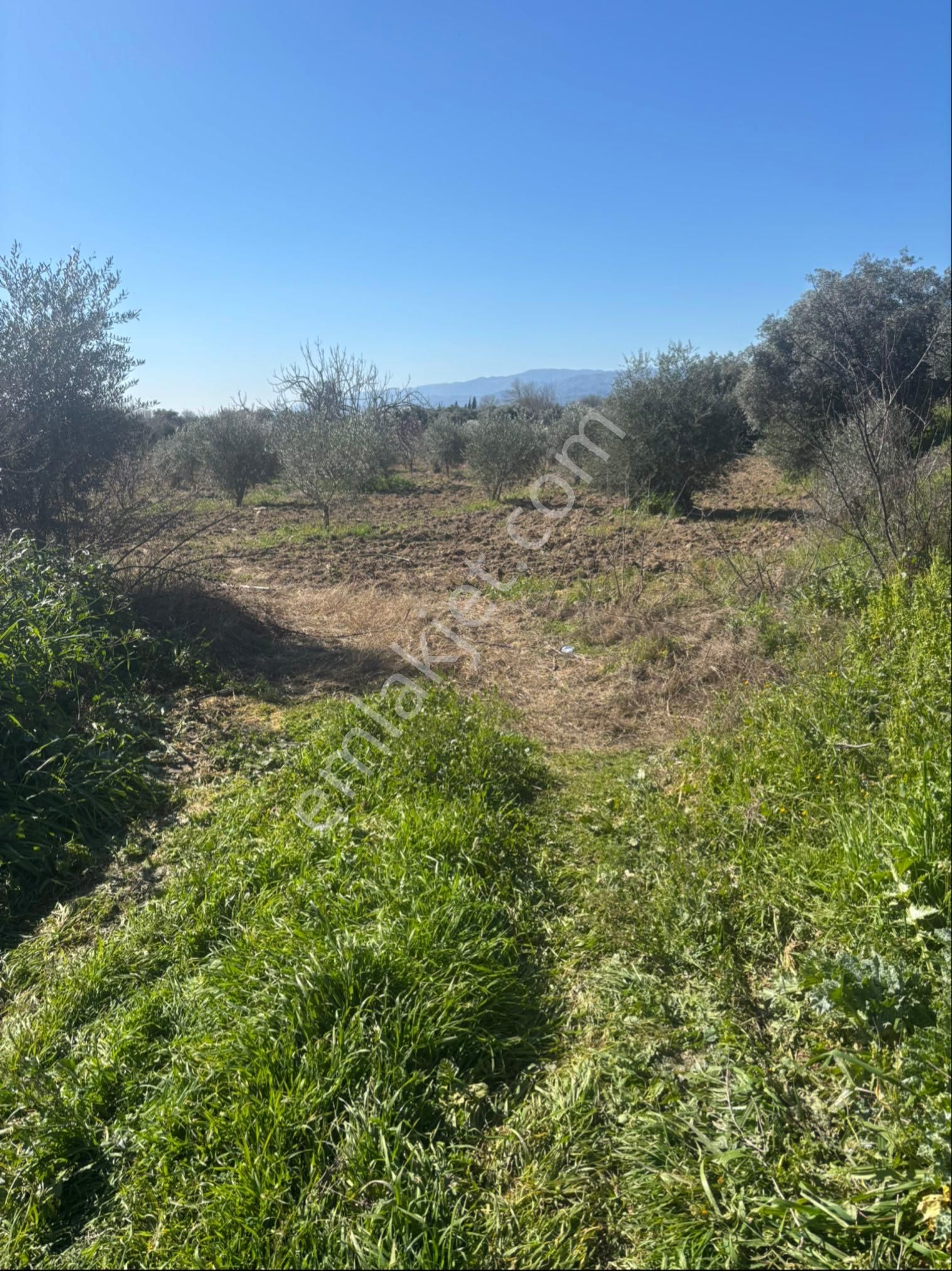 Sezgin Emlak Dan Satılık Zeytinlik Ve Kayısı Bahçesi - Görsel 3