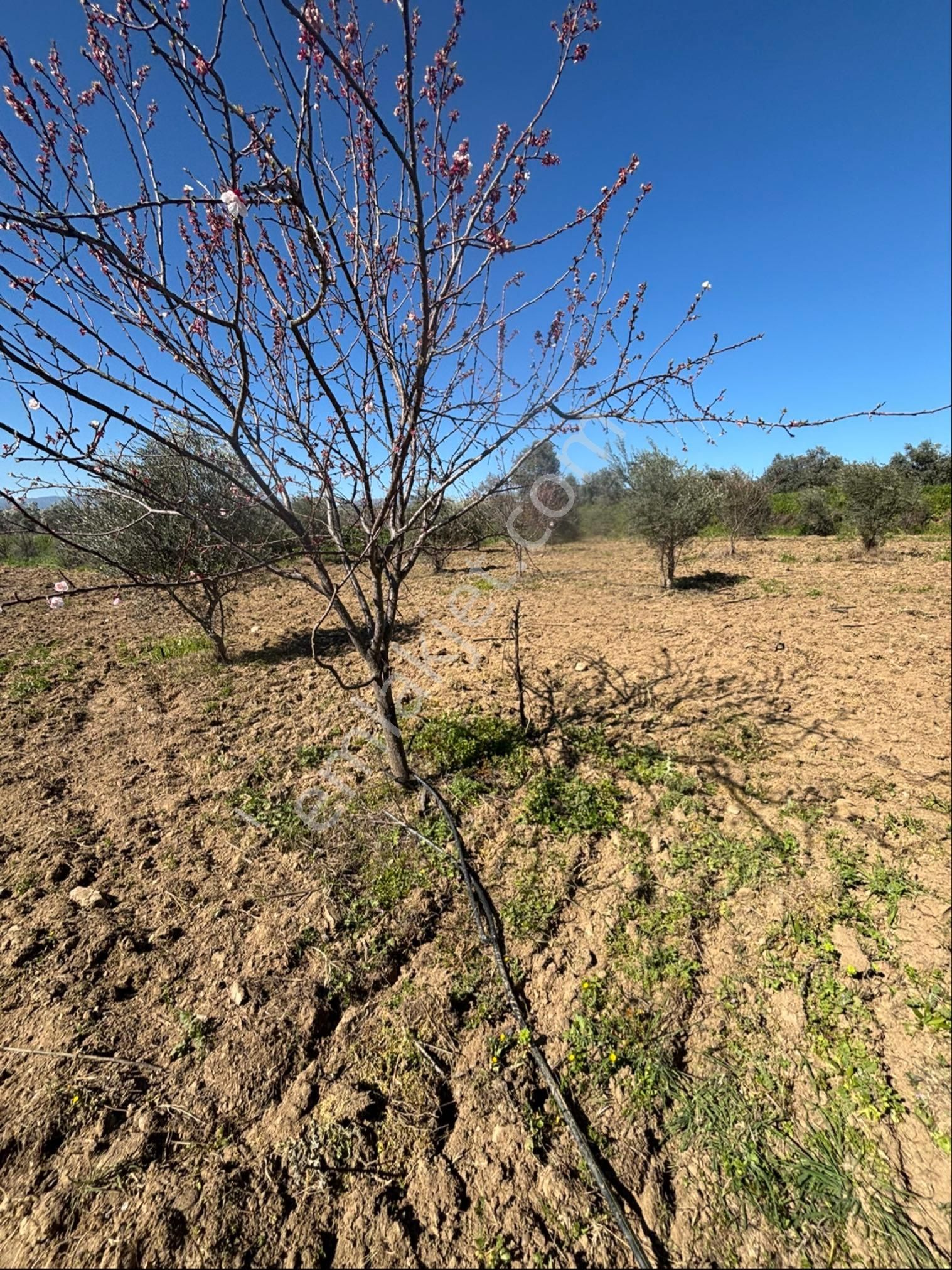Sezgin Emlak Dan Satılık Zeytinlik Ve Kayısı Bahçesi - Görsel 21