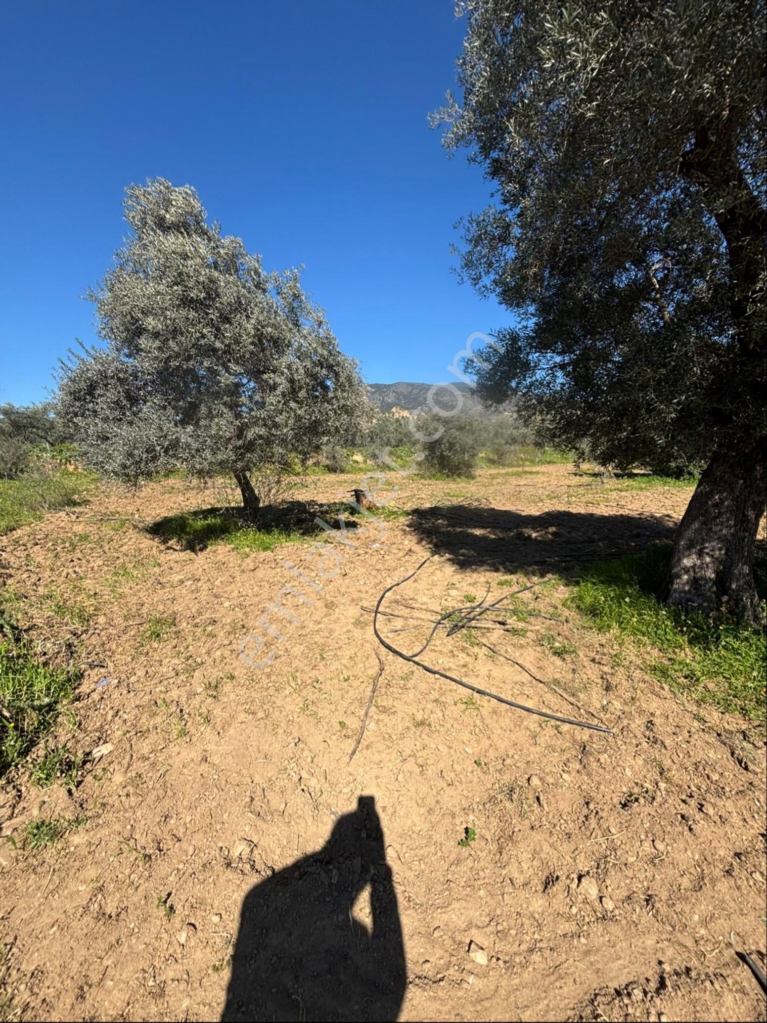 Sezgin Emlak Dan Satılık Zeytinlik Ve Kayısı Bahçesi - Görsel 10