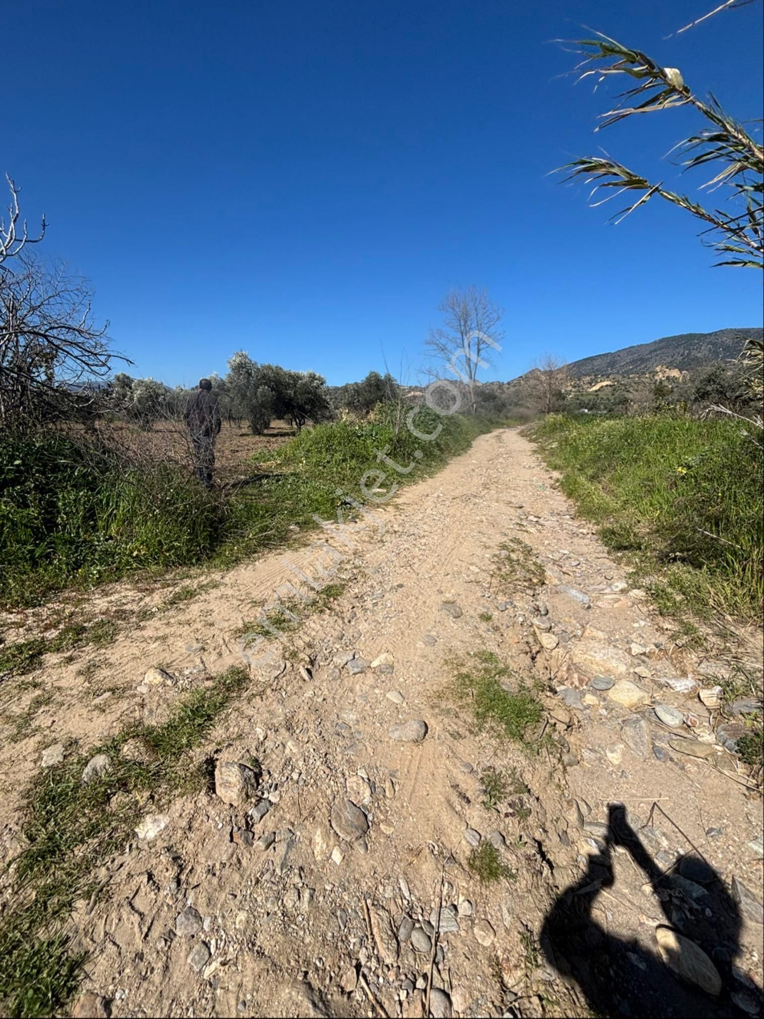 Sezgin Emlak Dan Satılık Zeytinlik Ve Kayısı Bahçesi - Görsel 33