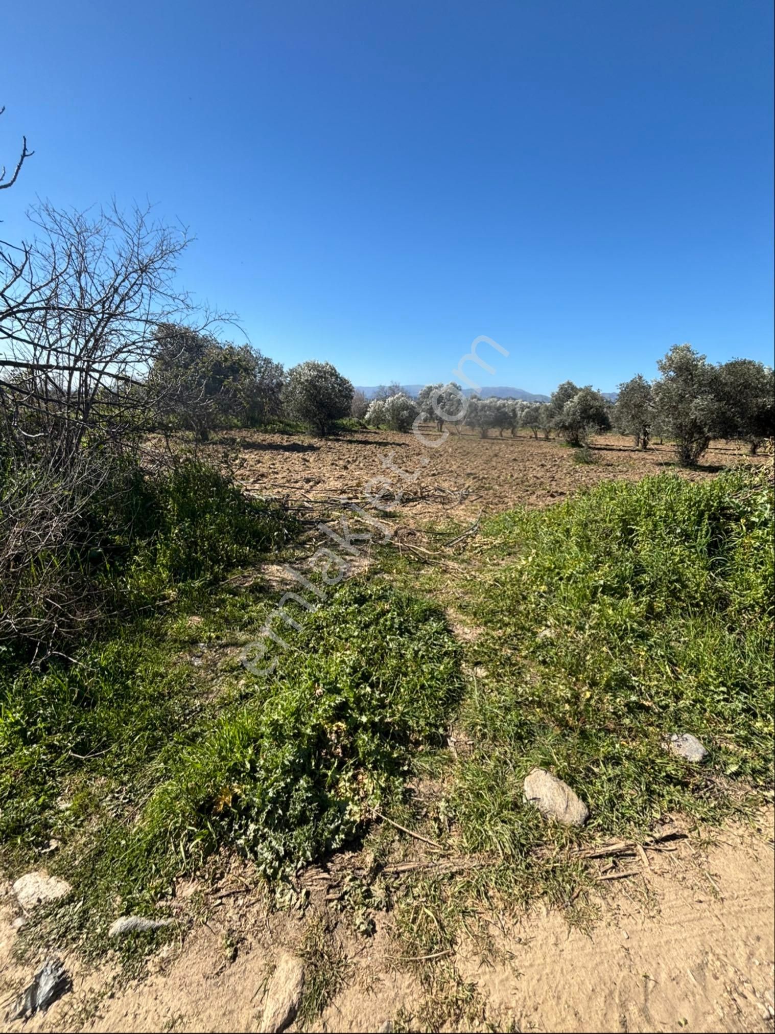 Sezgin Emlak Dan Satılık Zeytinlik Ve Kayısı Bahçesi - Görsel 5